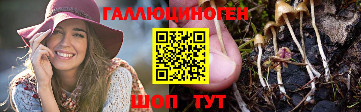 закладка  Вход с VPN  Новодвинск  Галлюциногенные грибы Magic Shrooms  Псилоцибиновые грибы мухоморы 